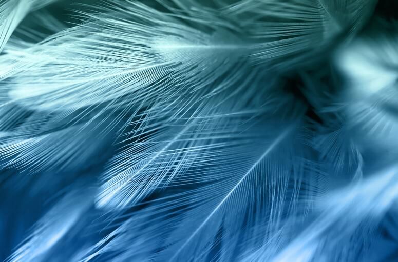 天猫品牌店 乐嘉简约现代北欧ins风羽毛墙纸电视背景墙无缝墙布卧室