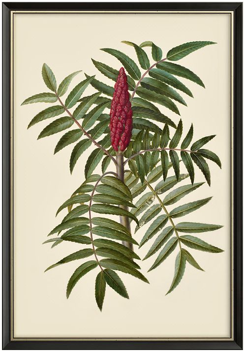 上品印画 简约霍茨火炬树手绘速写-商品-美间(软装设计采购助手)